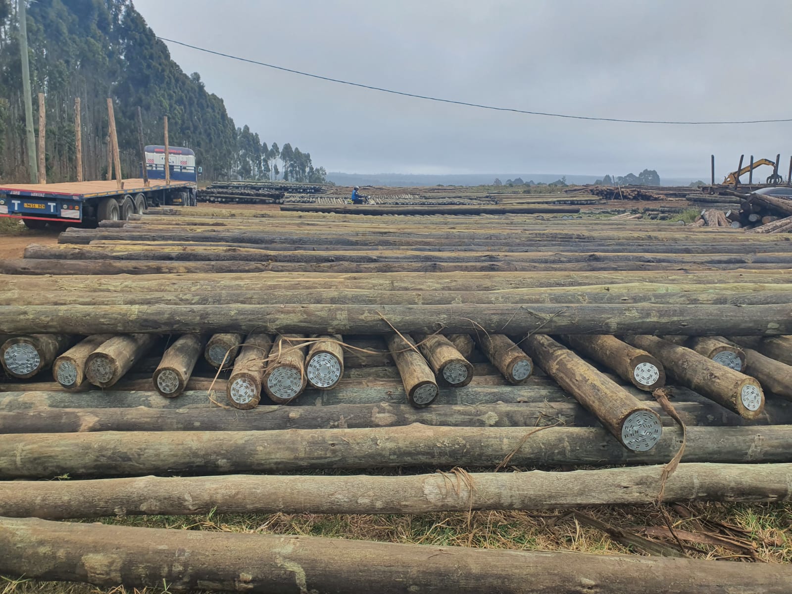 Mdeluka timber yard with treated electricity poles